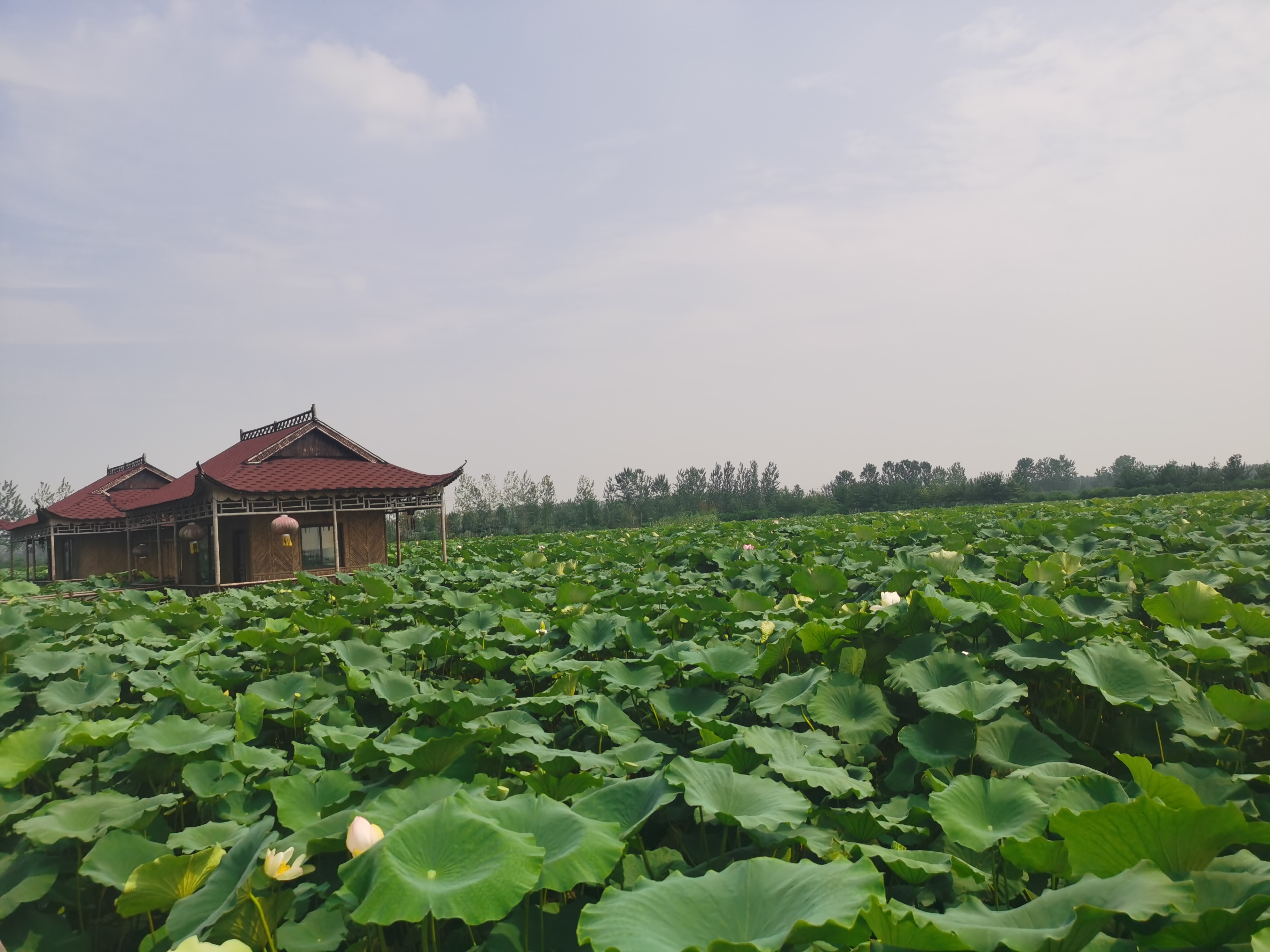 杉荷園蓮藕介紹