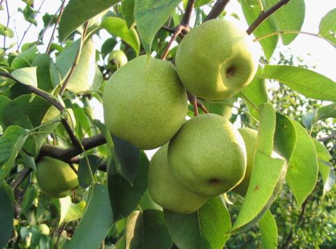 林苗圃早酥梨