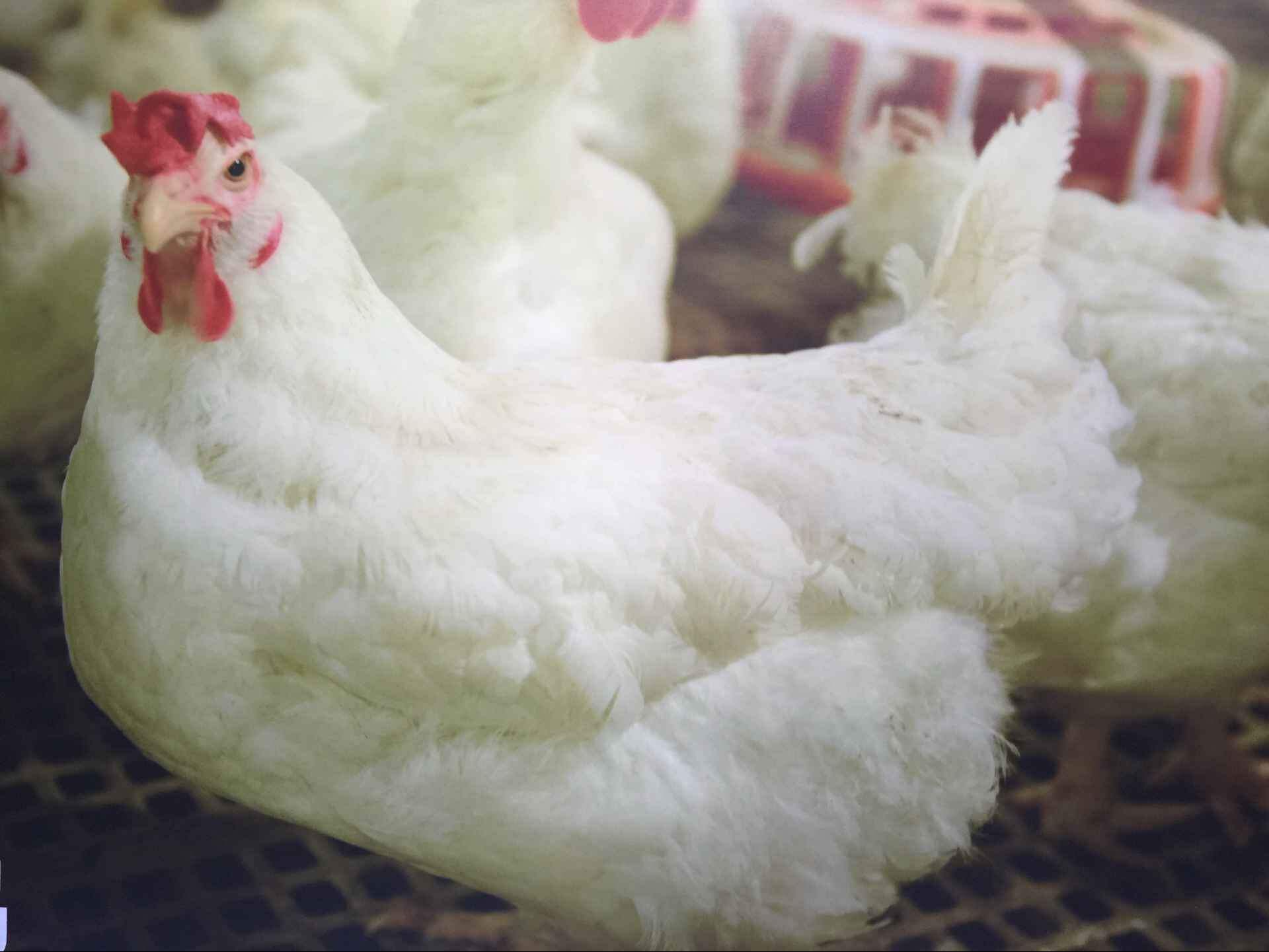 生態(tài)肉禽肉雞