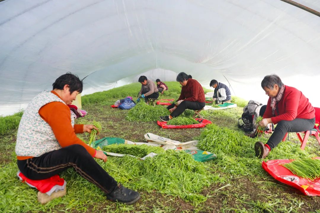 陸集街道利民社區(qū)蘆蒿種植基地